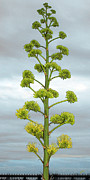 Ben and Raisa Gertsberg - Agave Flower Spike