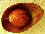 Ben and Raisa Gertsberg - Avocado Seed And Skin I