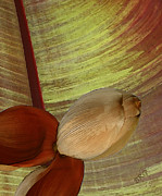 Ben and Raisa Gertsberg - Banana Composition I