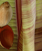 Ben and Raisa Gertsberg - Banana Composition II