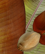 Ben and Raisa Gertsberg - Banana Composition III