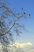 Ben and Raisa Gertsberg - Birds On Tree