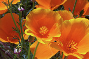 Ben and Raisa Gertsberg - California Poppies
