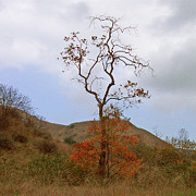 Ben and Raisa Gertsberg - Chino Hills Tree