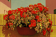 Ben and Raisa Gertsberg - Hanging Pot With Geranium
