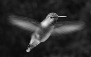Ben and Raisa Gertsberg - Hummingbird