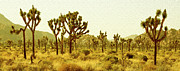 Ben and Raisa Gertsberg - Joshua Tree National Park