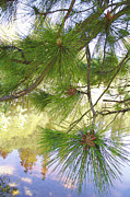 Ben and Raisa Gertsberg - Lake View With Ponderosa Pine