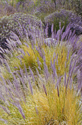 Ben and Raisa Gertsberg - Landscape With Purple Grasses