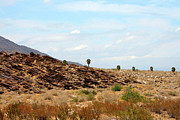 Ben and Raisa Gertsberg - Mojave Deset Landscape