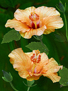 Ben and Raisa Gertsberg - Morning Blooms - Hibiscus
