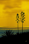 Ben and Raisa Gertsberg - Ocean Sunset With Agave Silhouette