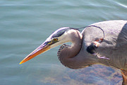 Ben and Raisa Gertsberg - Portrait Of Great Blue Heron