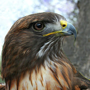 Ben and Raisa Gertsberg - Portrait Of Red-Shouldered Hawk