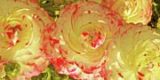 Ben and Raisa Gertsberg - Ranunculus Group