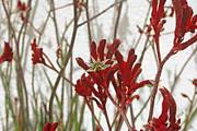 Ben and Raisa Gertsberg - Red Kangaroo Paw