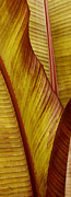 Ben and Raisa Gertsberg - Repose - Leaf