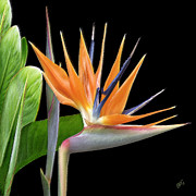 Ben and Raisa Gertsberg - Royal Beauty I - Bird Of Paradise