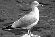 Ben and Raisa Gertsberg - Seagull And Water In Black And White