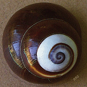 Ben and Raisa Gertsberg - Seashells Spectacular No 26