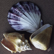 Ben and Raisa Gertsberg - Seashells Spectacular No 30