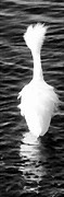 Ben and Raisa Gertsberg - Snow Egret - The Wonder