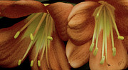 Ben and Raisa Gertsberg - Two Lilies Closeup