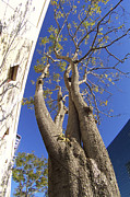 Ben and Raisa Gertsberg - Urban Trees No 1