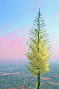 Ben and Raisa Gertsberg - View With Blooming Yucca