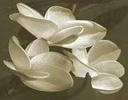 Ben and Raisa Gertsberg - Vintage Plumeria Trio