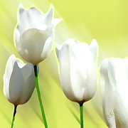 Ben and Raisa Gertsberg - White Tulips