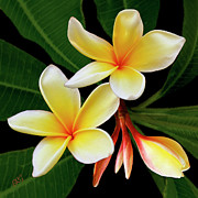 Ben and Raisa Gertsberg - Yellow Plumeria