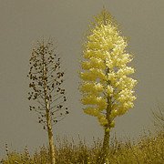 Ben and Raisa Gertsberg - Yucca. Double Portrait