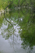 Ben and Raisa Gertsberg - Green Peace - Trees Reflection