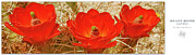 Ben and Raisa Gertsberg - Mojave Mound Cactus Poster - California Series