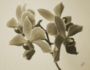 Ben and Raisa Gertsberg - Morning Orchid