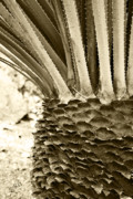 Ben and Raisa Gertsberg - Palm Abstraction