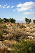 Ben and Raisa Gertsberg - Palm Springs Indian Canyons View 