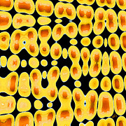 Ben and Raisa Gertsberg - Playing With Eggs