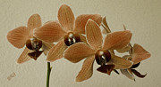 Ben and Raisa Gertsberg - Sofia Orchid