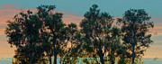 Ben and Raisa Gertsberg - Sunset Trees