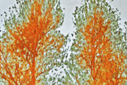 Ben and Raisa Gertsberg - Two Trees