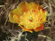 Ben and Raisa Gertsberg - Yellow Cactus Flower On Display